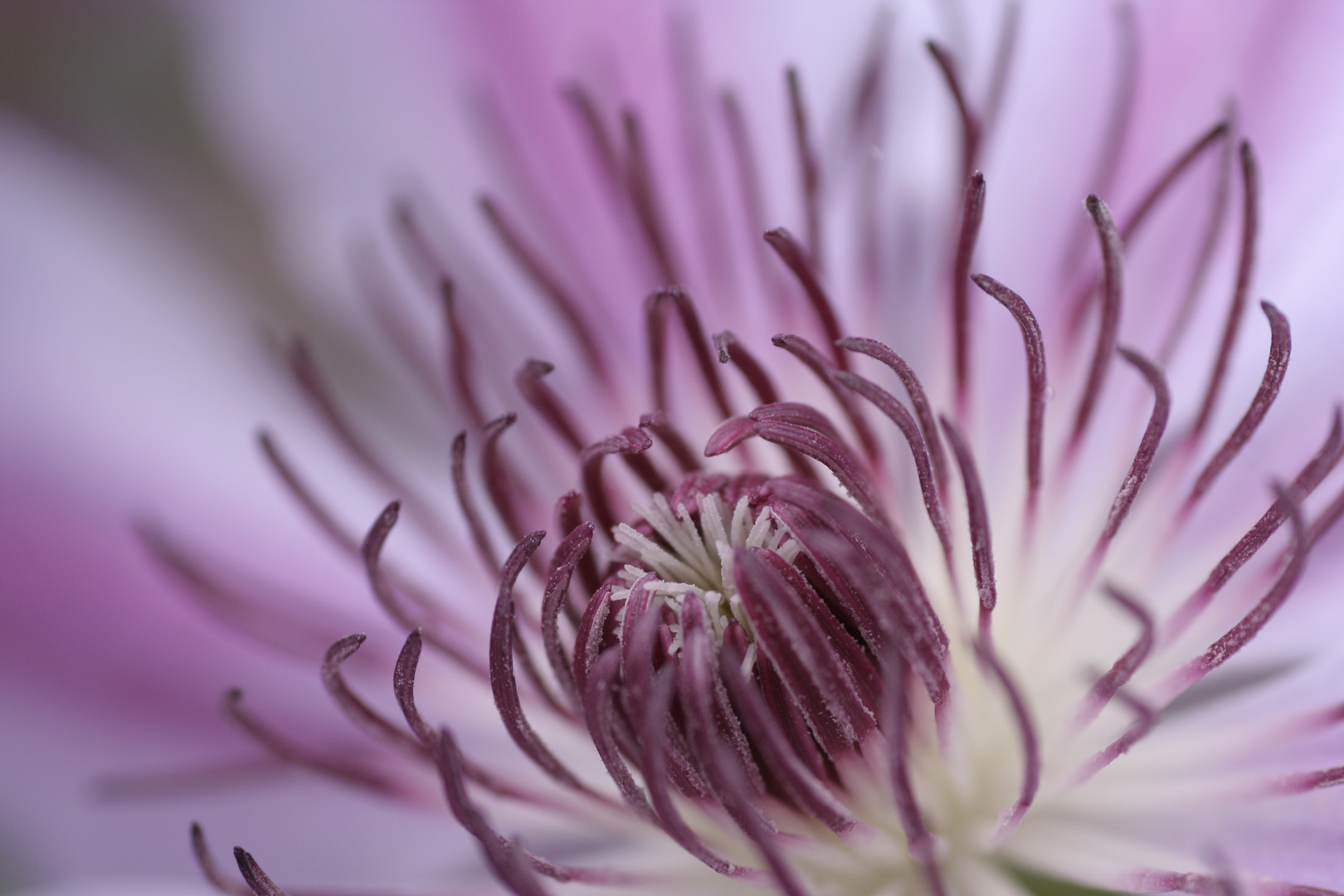 Clematis