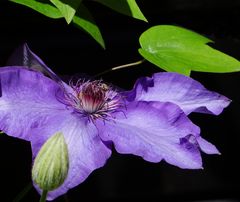 Clematis