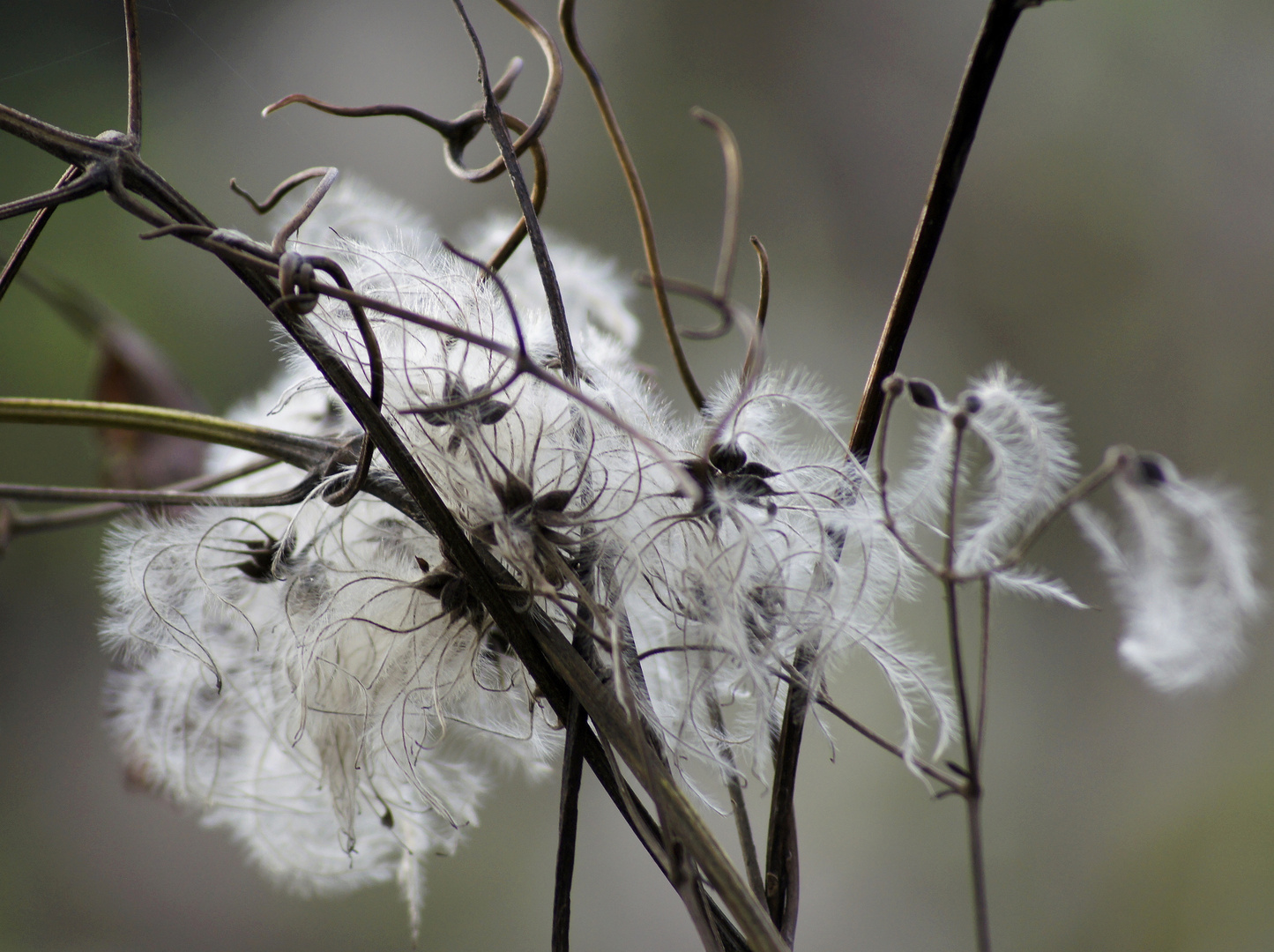 Clematis