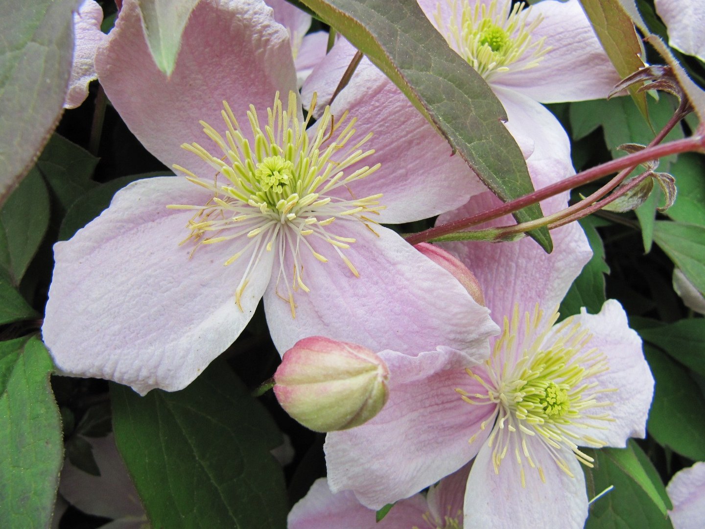 Clematis