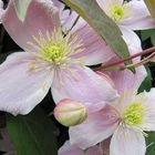 Clematis