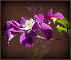 Clematis ...