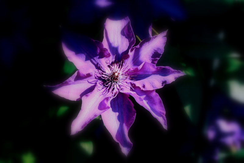 Clematis