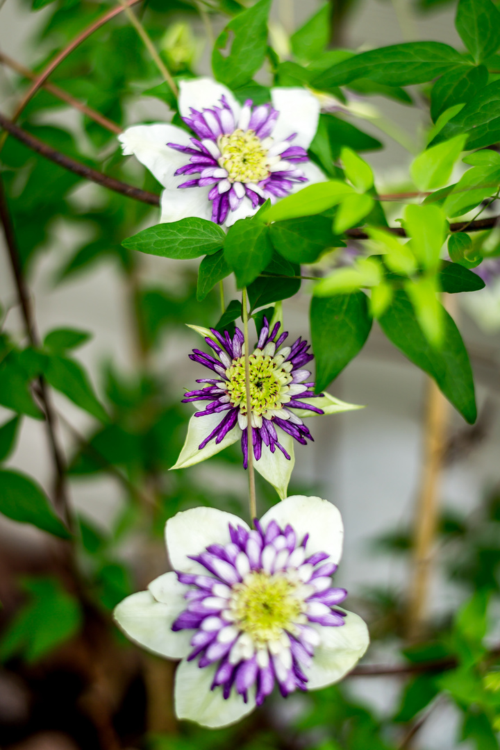 Clematis