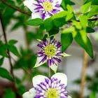 Clematis