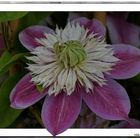 Clematis