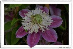 Clematis