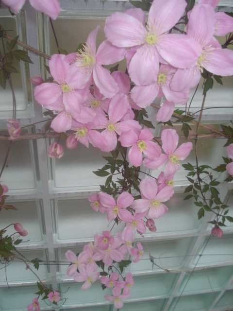 Clematis