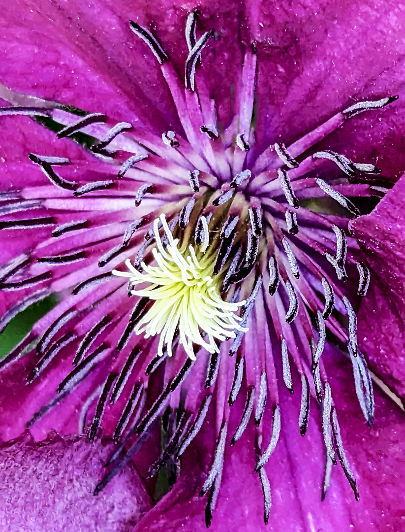 clematis 