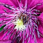 clematis 