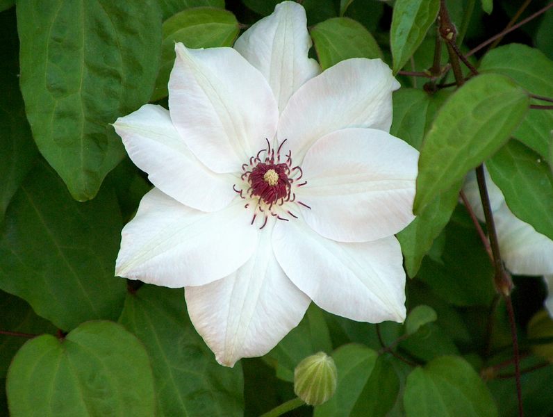 Clematis