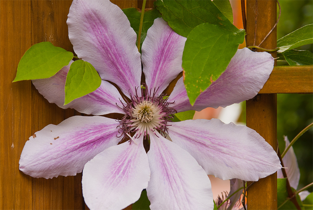 Clematis