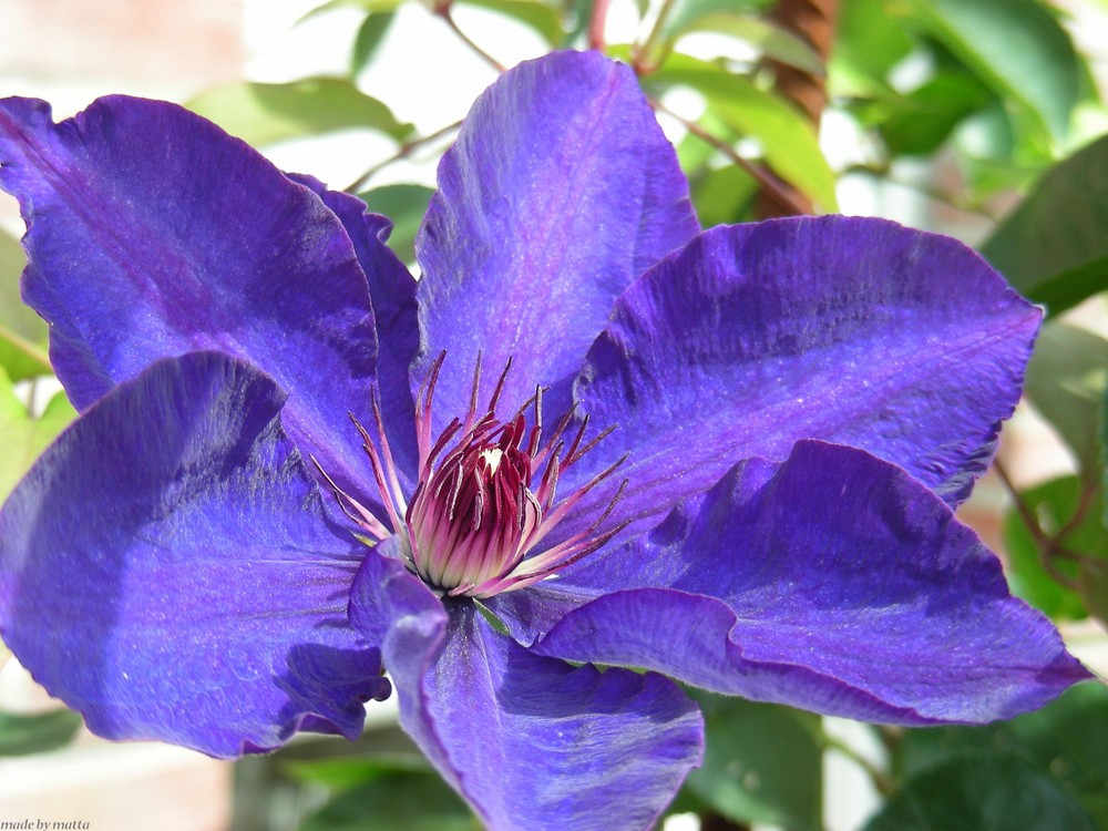 Clematis