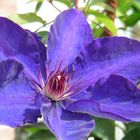 Clematis