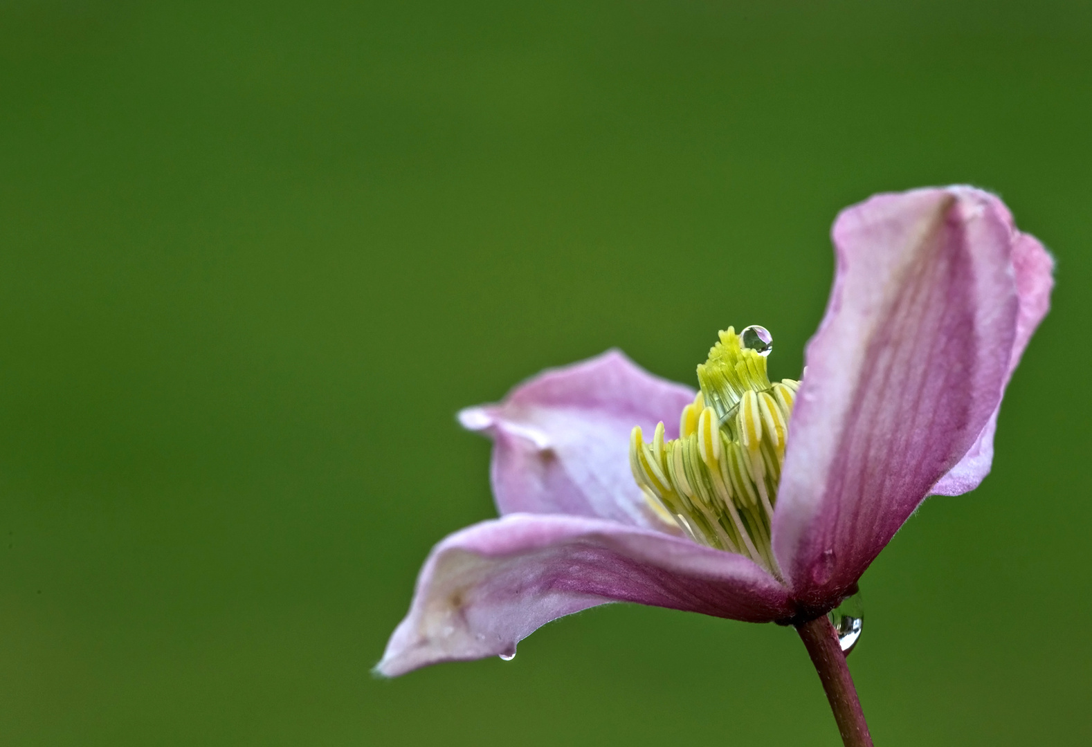 Clematis