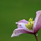 Clematis