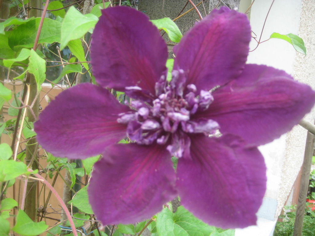 Clematis