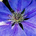 Clematis