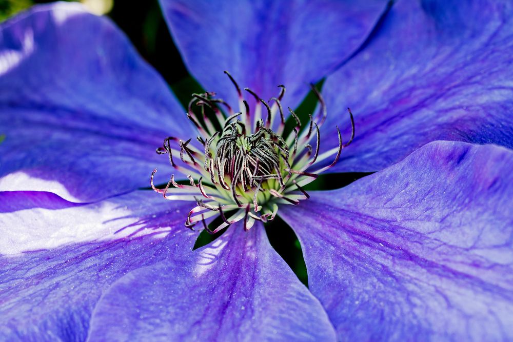 Clematis