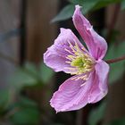 Clematis