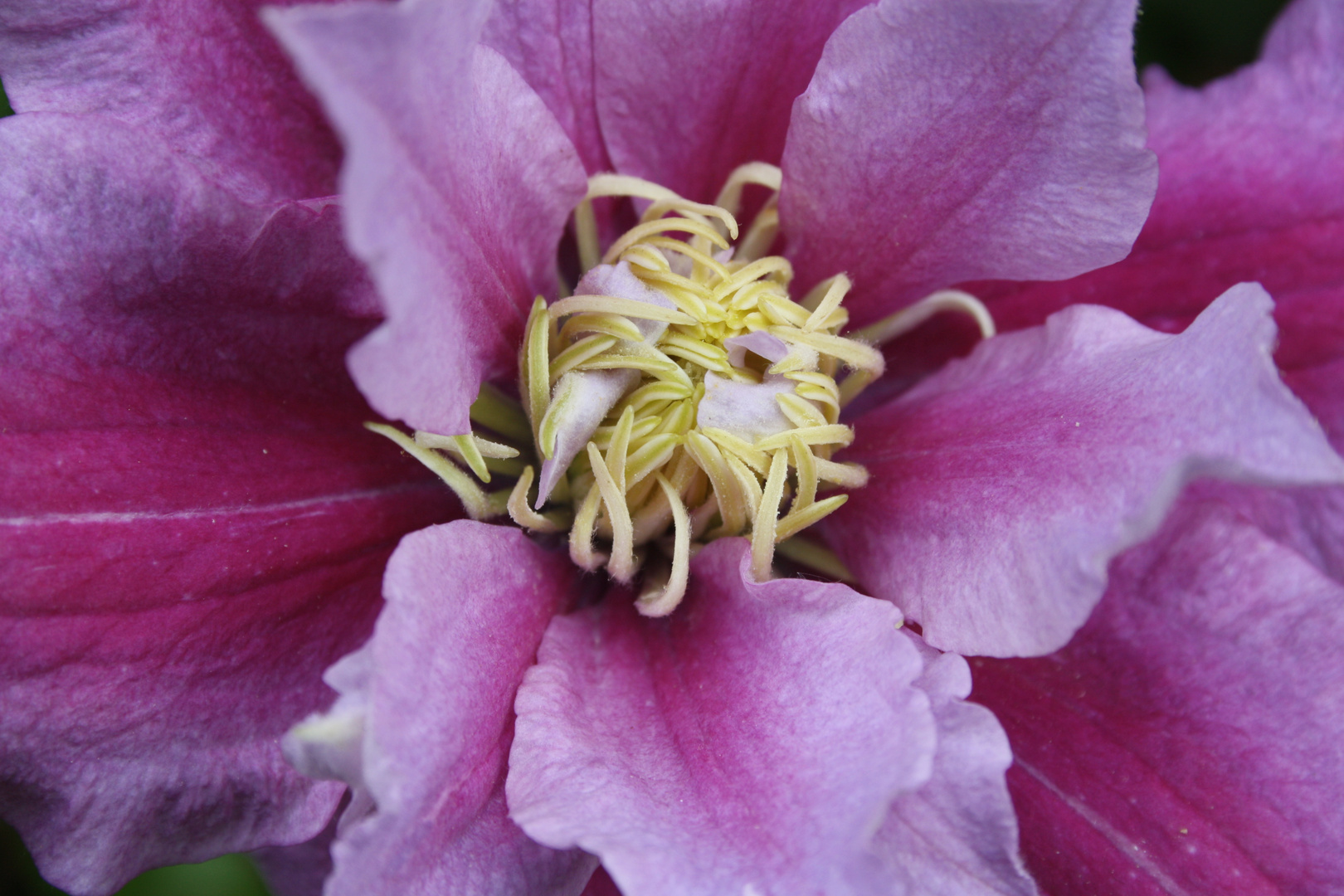 Clematis