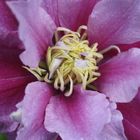 Clematis