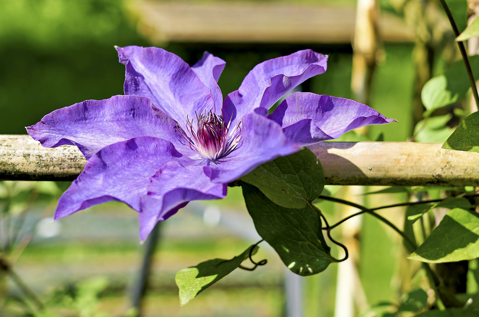 Clematis