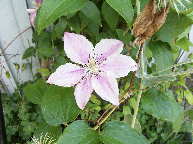 Clematis