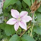 Clematis