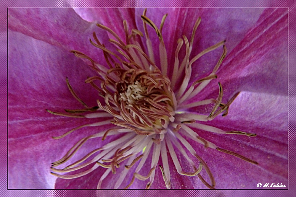 Clematis