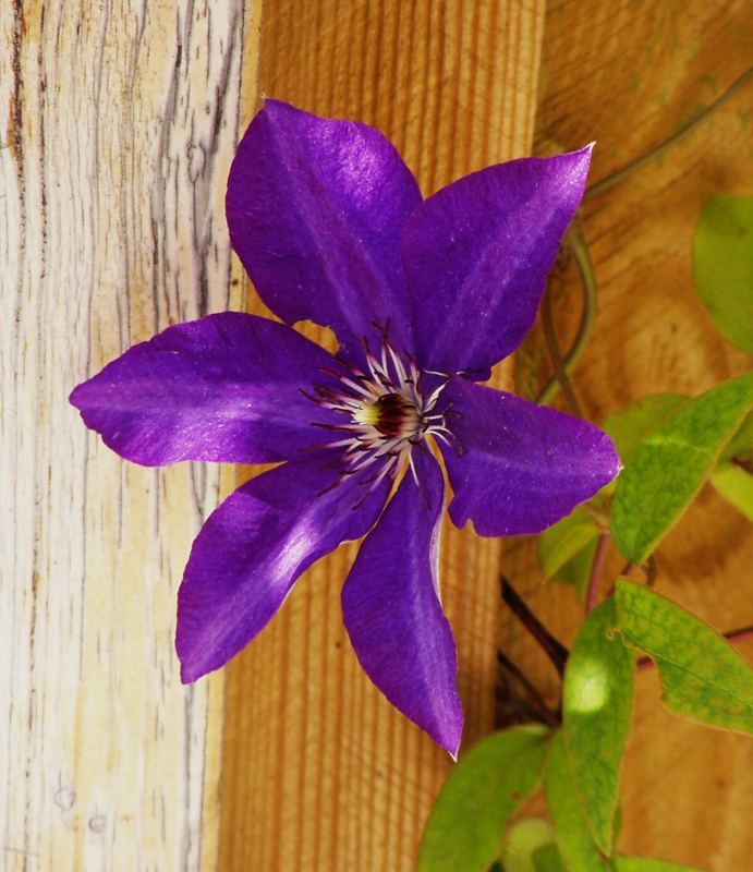 Clematis