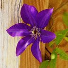 Clematis