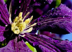 Clematis