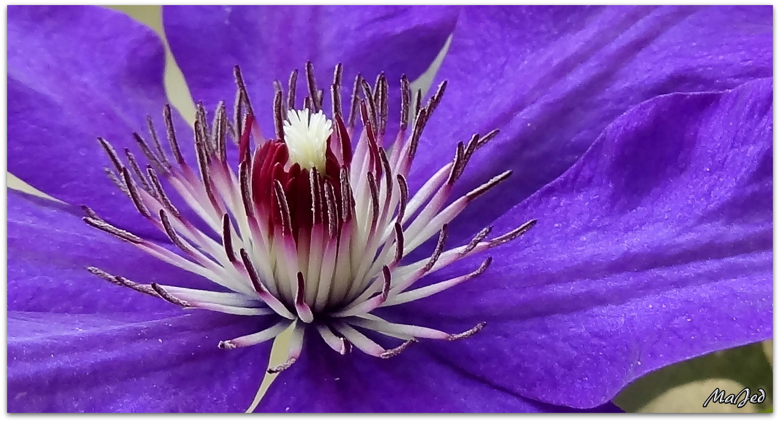 °°°Clematis°°°