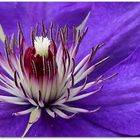 °°°Clematis°°°