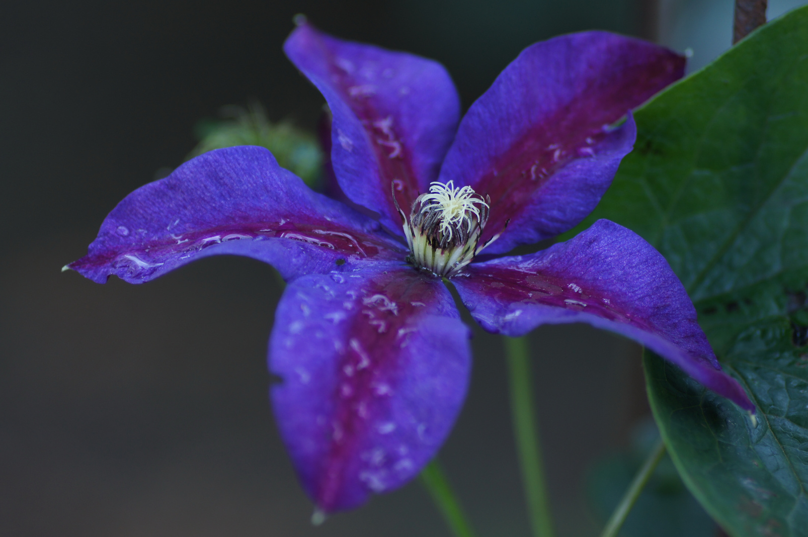 Clematis