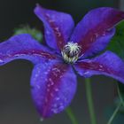 Clematis