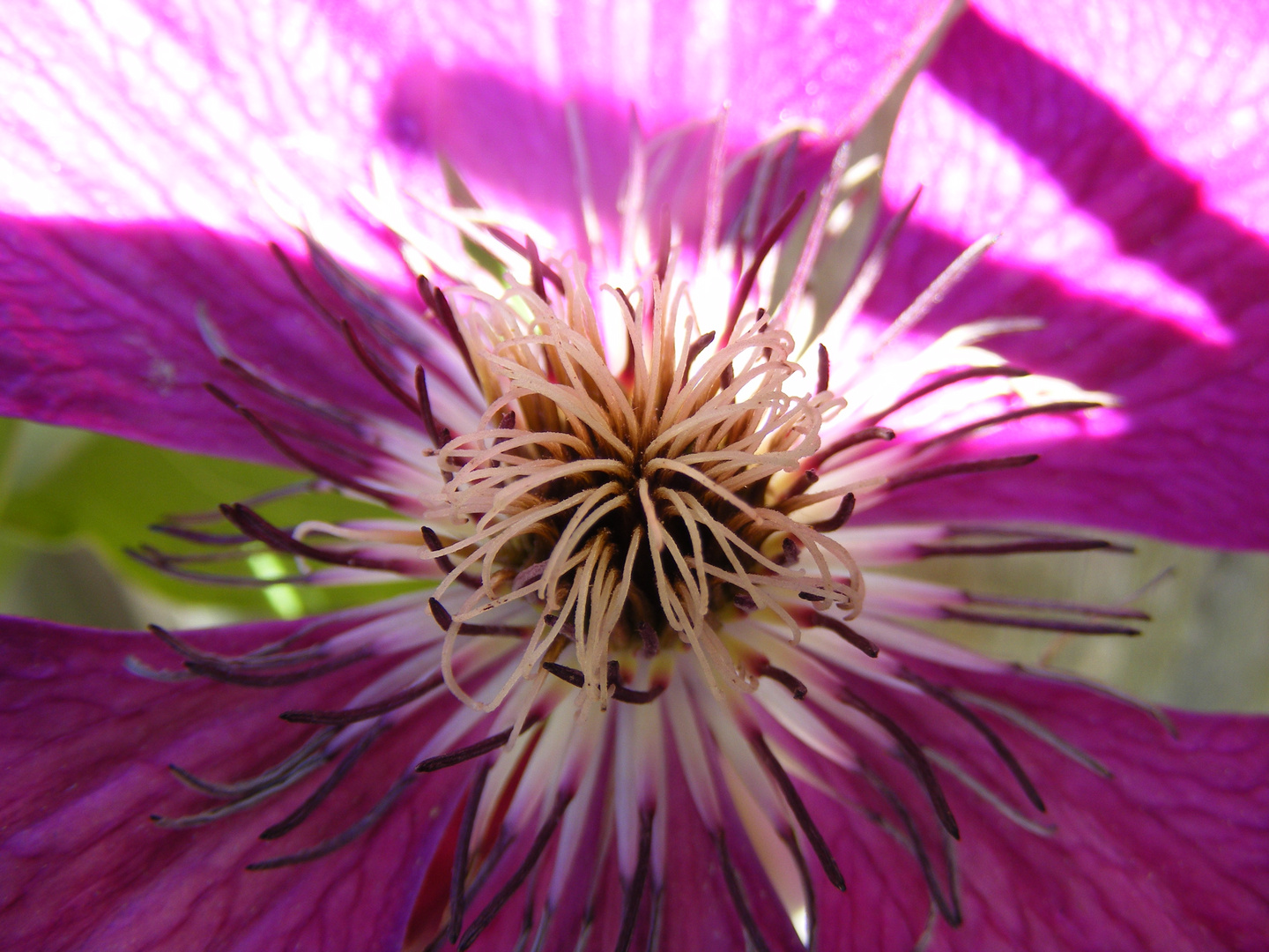 Clematis