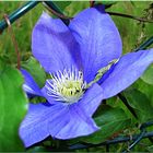 Clematis