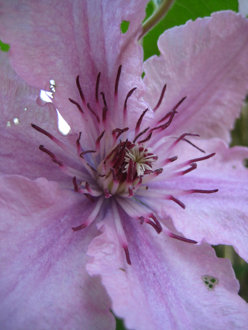 Clematis