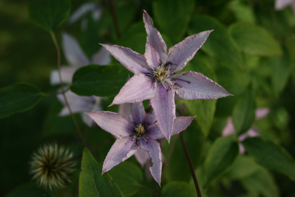 Clematis