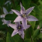 Clematis