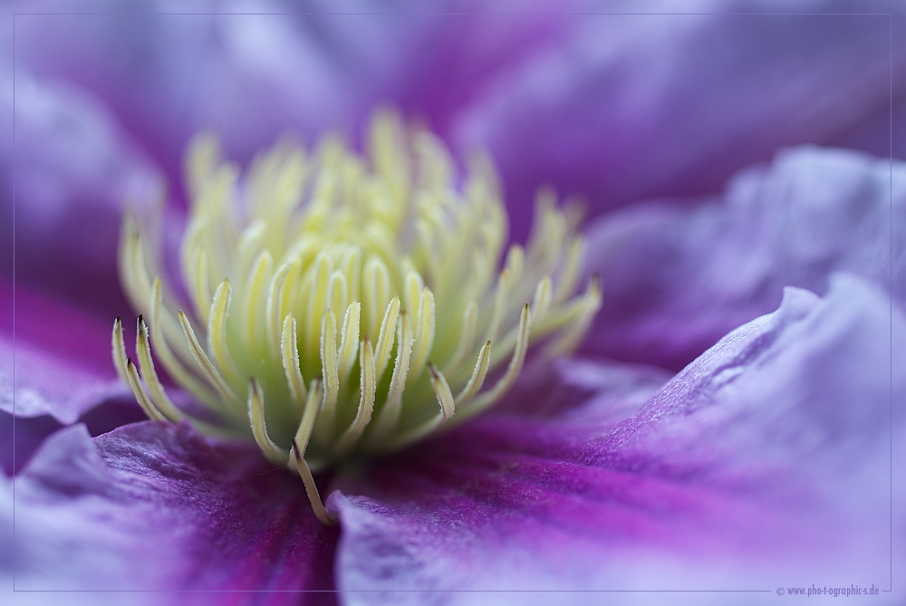 ... clematis ...