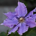 Clematis