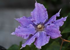 Clematis