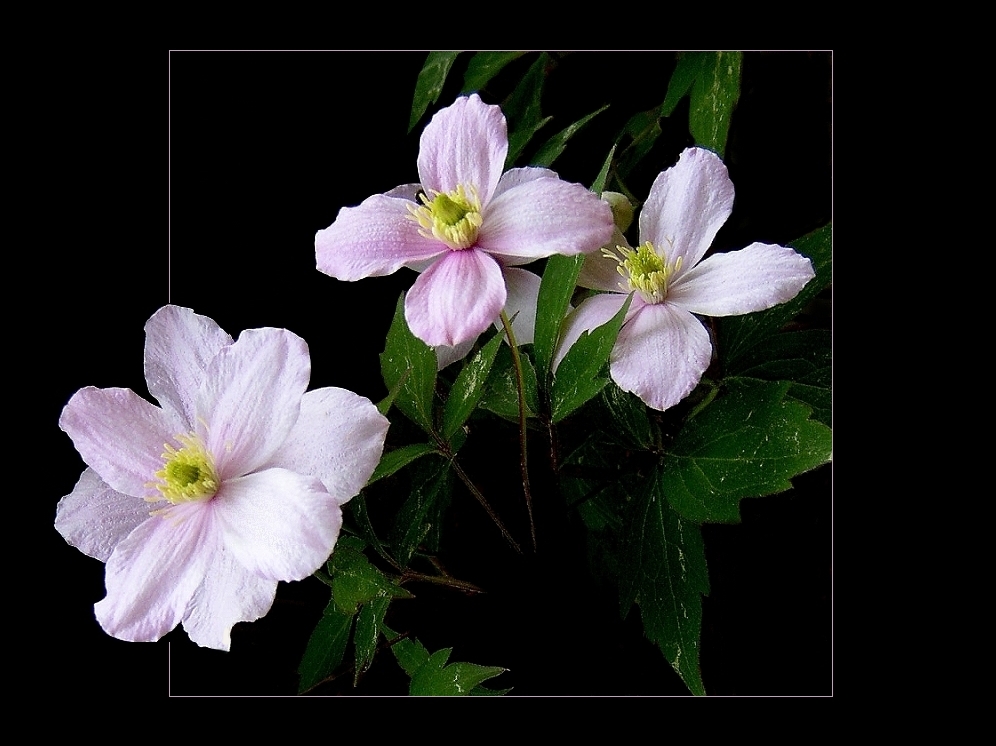 Clematis