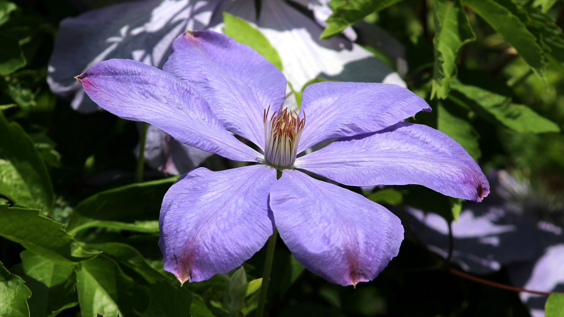 Clematis