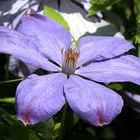 Clematis