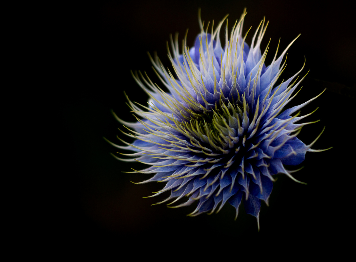 Clematis