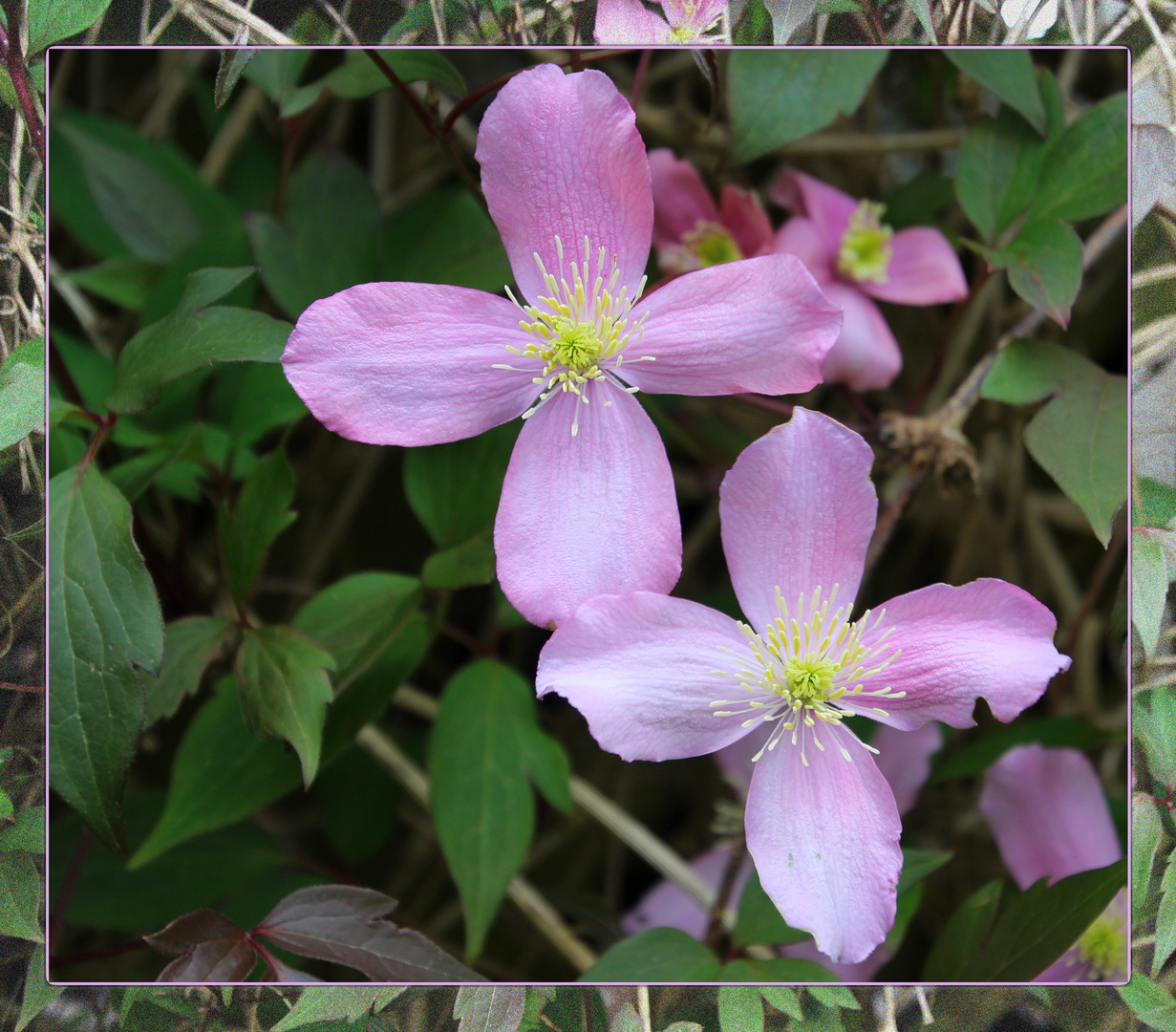 Clematis .....